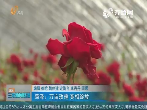【美丽山东】菏泽：万亩玫瑰 竞相绽放
