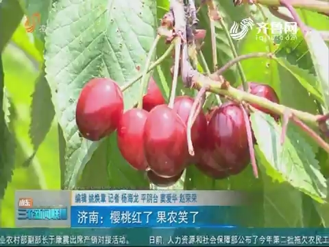 【助力乡村振兴】济南：樱桃红了 果农笑了