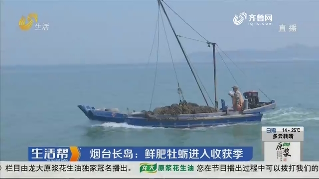烟台长岛：鲜肥牡蛎进入收获季
