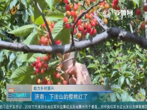 【助力乡村振兴】济南：下法山的樱桃红了
