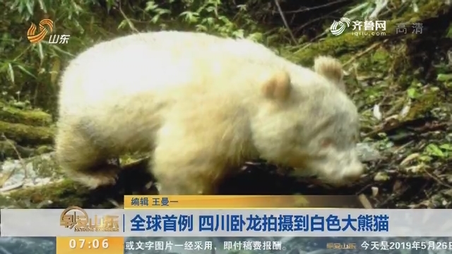 全球首例 四川卧龙拍摄到白色大熊猫