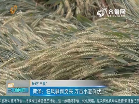 【备战“三夏”】菏泽：狂风骤雨突来 万亩小麦倒伏