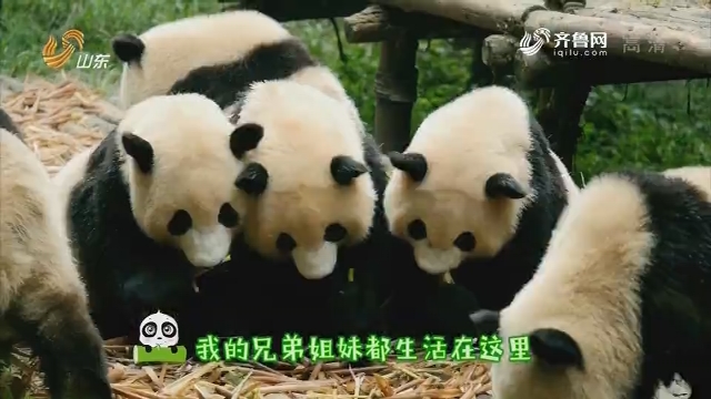 20190602《现在的我们》：熊猫饲养员的苦乐日常