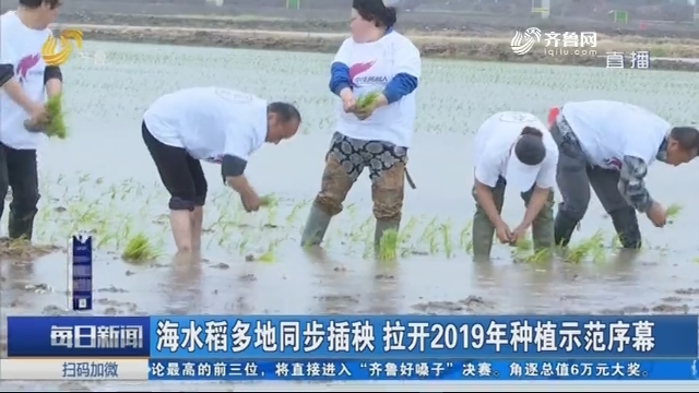 海水稻多地同步插秧 拉开2019年种植示范序幕