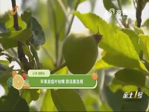 【植物医院】苹果炭疽叶枯病 防治莫忽视