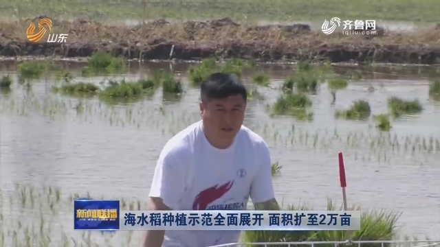 海水稻种植示范全面展开 面积扩至2万亩