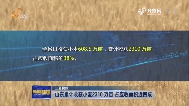 【三夏快报】山东累计收获小麦2310万亩 占应收面积近四成