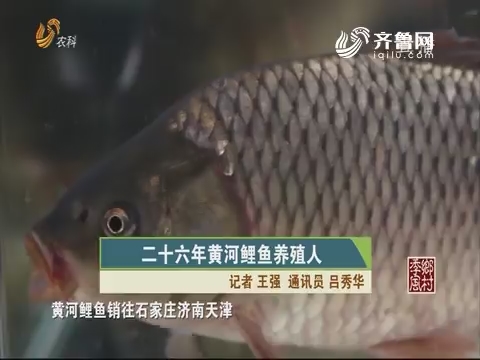 二十六年黄河鲤鱼养殖人