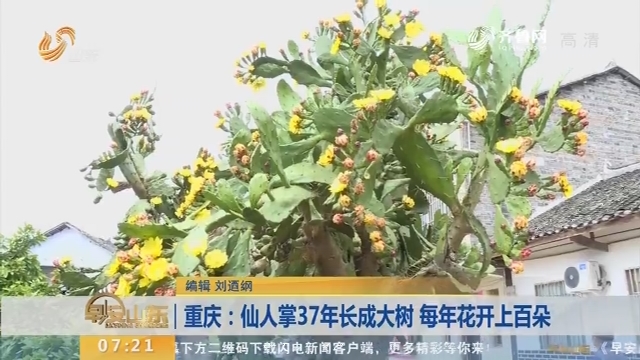 【闪电新闻排行榜】重庆：仙人掌37年长成大树 每年花开上百朵