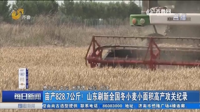 亩产828.7公斤！山东刷新全国冬小麦小面积高产攻关纪录