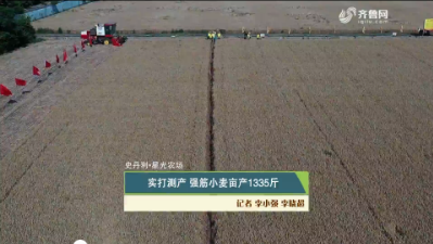 【史丹利·星光农场】实打测产 强筋小麦亩产1335斤