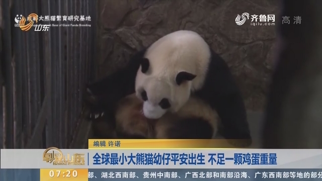 全球最小大熊猫幼仔平安出生 不足一颗鸡蛋重量