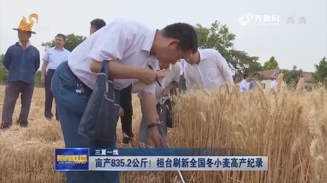 【三夏一线】亩产835.2公斤！桓台刷新全国冬小麦高产纪录