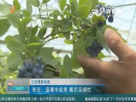 【三农信息快递】枣庄：蓝莓丰收季 莓农采摘忙
