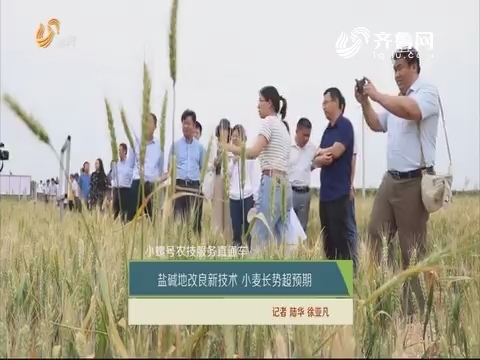 【小螺号·农技服务直通车】盐碱地改良新技术 小麦长势超预期