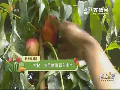 桃树：芽苗建园 两年丰产