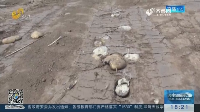 【听民声 跑政事】潍坊：土豆收获时遭破坏 修路改规划农民遭殃