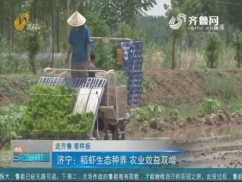 【走齐鲁 看样板】济宁：稻虾生态种养 农业效益双增