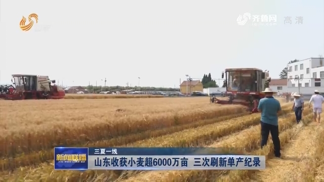 【三夏一线】山东收获小麦超6000万亩 三次刷新单产纪录
