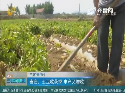 【“三夏”进行时】泰安：土豆收获季 丰产又增收