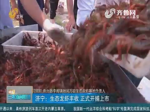 【鱼台龙虾节】济宁：生态龙虾丰收 正式开捕上市