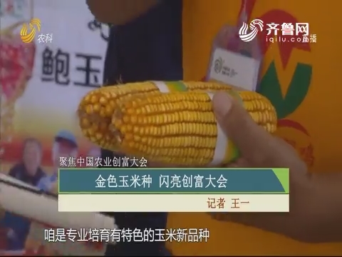 【聚焦中国农业创富大会】金色玉米种 闪亮创富大会