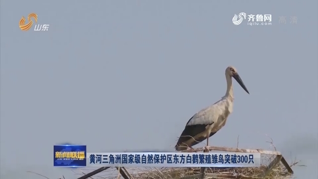 黄河三角洲国家级自然保护区东方白鹳繁殖雏鸟突破300只