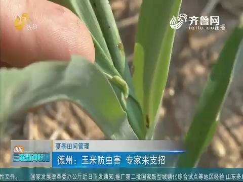 【夏季田间管理】德州：玉米防虫害 专家来支招