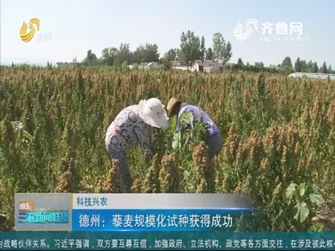 【科技兴农】德州：藜麦规模化试种获得成功