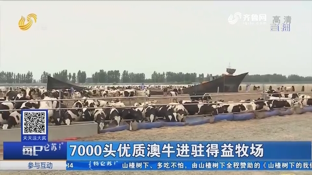 7000头优质澳牛进驻得益牧场