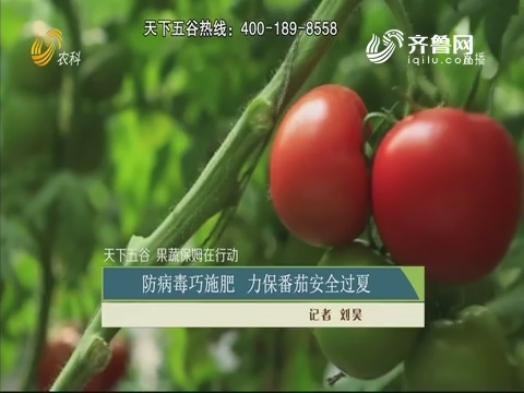 【天下五谷 果蔬保姆在行动】防病毒巧施肥 力保番茄安全过夏