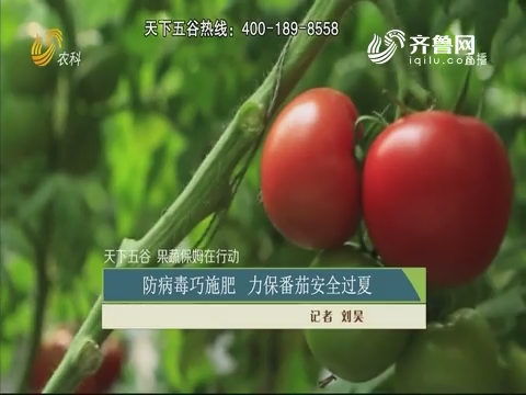 【天下五谷 果蔬保姆在行动】防病毒巧施肥 力保番茄安全过夏
