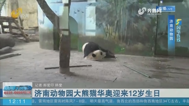 【闪电连线】济南动物园大熊猫华奥迎来12岁生日