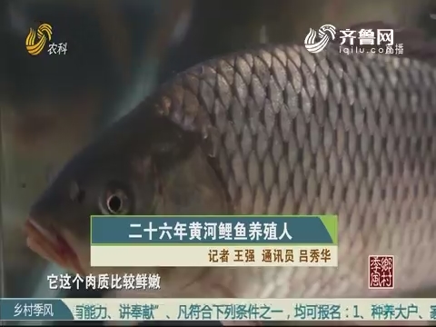 二十六年黄河鲤鱼养殖人