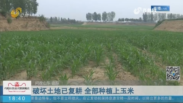 【问政山东·追踪】破坏土地已复耕 全部种植上玉米