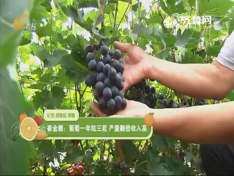【种植达人】崔金德：葡萄一年结三茬 产量翻倍收入高