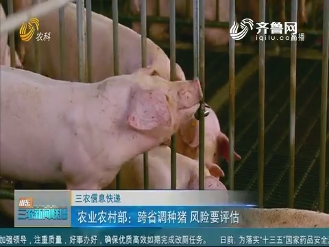 【三农信息快递】农业农村部：跨省调种猪 风险要评估