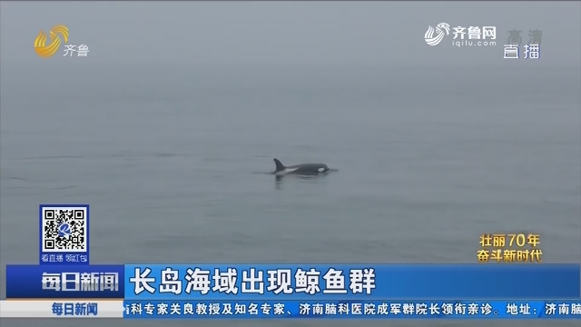 长岛海域出现鲸鱼群