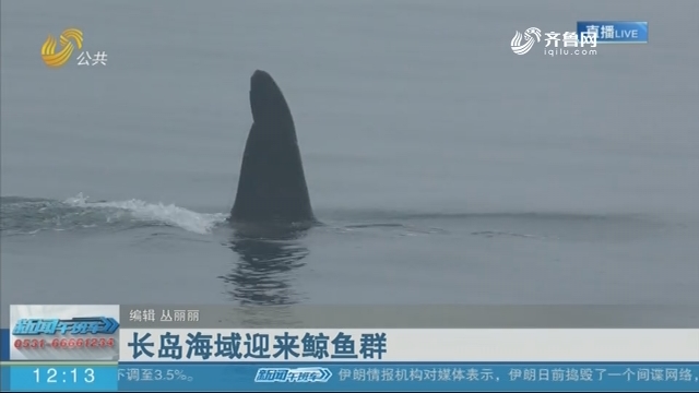 长岛海域迎来鲸鱼群
