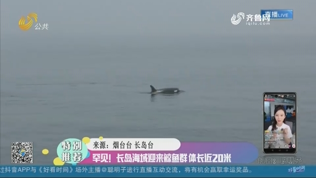 【融媒朋友圈】罕见！长岛海域迎来鲸鱼群 体长近20米