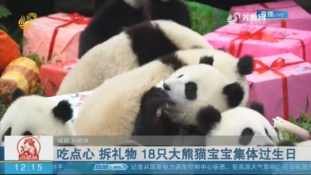 吃点心 拆礼物 18只大熊猫宝宝集体过生日