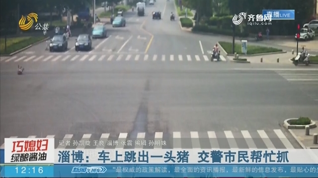 淄博：车上跳出一头猪 交警市民帮忙抓