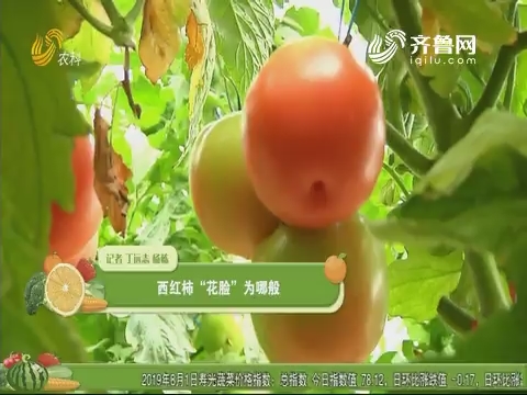 西红柿“花脸”为哪般