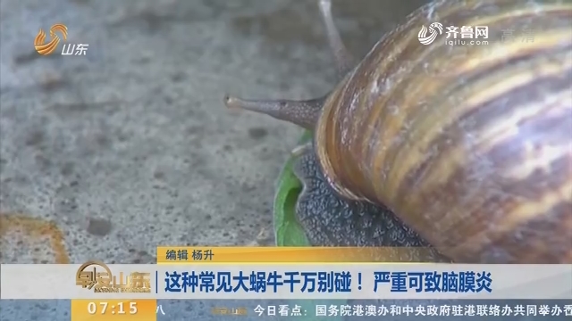 【闪电新闻排行榜】这种常见大蜗牛千万别碰！严重可致脑膜炎