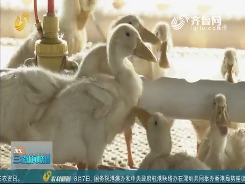 【走齐鲁 看样板】菏泽：升级养鸭产业 保护生态环境