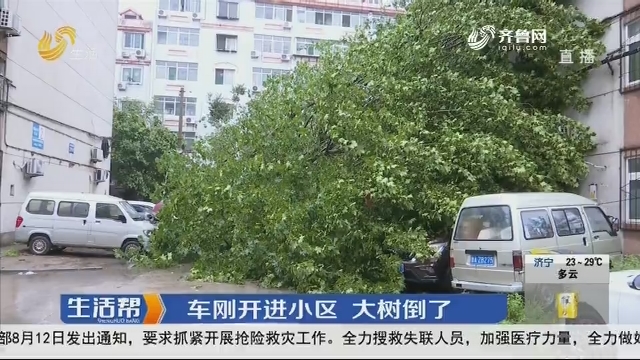 济南：车刚开进小区 大树倒了