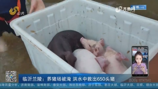 临沂兰陵：养猪场被淹 洪水中救出650头猪