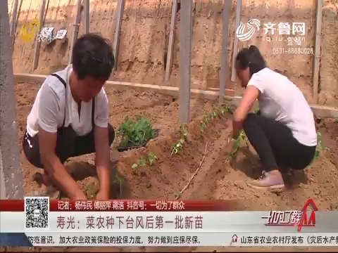 寿光：菜农种下台风后第一批新苗