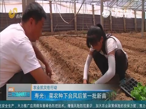 【农业抗灾在行动】寿光：菜农种下台风后第一批新苗