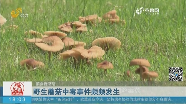 【慎食野蘑菇】野生蘑菇中毒事件频频发生